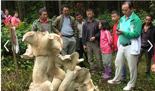 �����ִ�Ģ������������Ͷ������ �ֱ��Ƴɱ걾